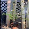 12-15 Year Old Elm Tree (Ulmus) Bonsai Candidate Exact Plant Shown view 2