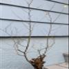 12-15 Year Old Elm Tree (Ulmus) Bonsai Candidate Exact Plant Shown view 3