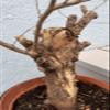 12-15 Year Old Elm Tree (Ulmus) Bonsai Candidate Exact Plant Shown view 4