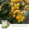Herbalista - Nispero Herbal Tea 4 oz (113g) - Loquat Leaf | Wildcrafted Loose Leaf Herbal Tea | Natural Mexican Herb for 30+ Cups | Premium Quality Wild Harvested Herb view 3