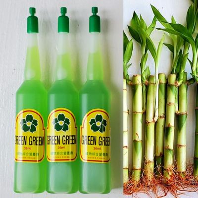 5 Lucky Bamboo 6 inches
