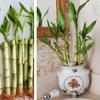 5 Lucky Bamboo 6 inches view 3