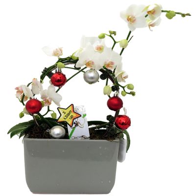 Christmas Infinity Loop with White Moth Orchid Plant in Gray Ceramic Pot- Phalaenopsis - 3" Pot - Easy House Plant