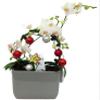 Christmas Infinity Loop with White Moth Orchid Plant in Gray Ceramic Pot- Phalaenopsis - 3" Pot - Easy House Plant view 1