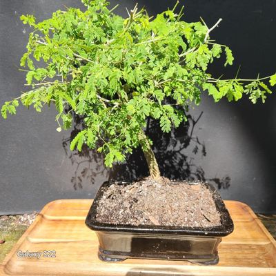 Brazilian RAINTREE Bonsai Tree for Your Indoor Locations
