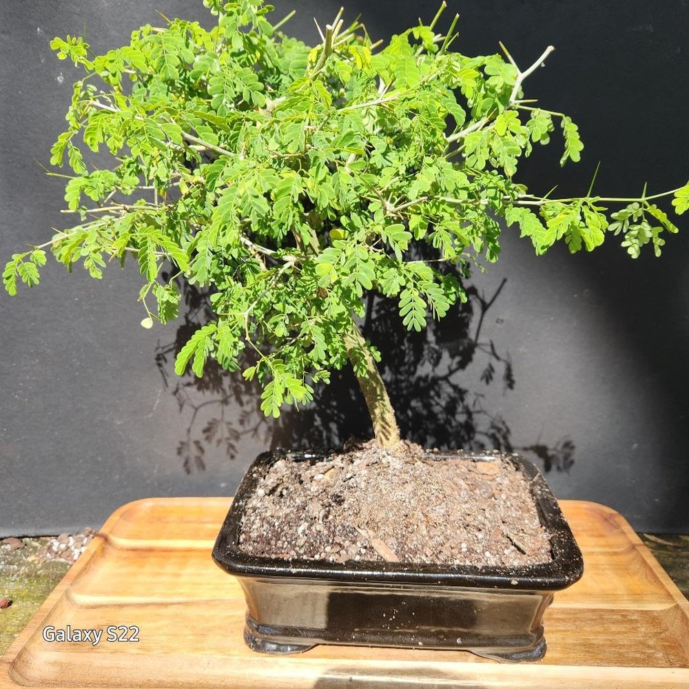 Brazilian RAINTREE Bonsai Tree for Your Indoor Locations
