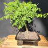 Brazilian RAINTREE Bonsai Tree for Your Indoor Locations view 1