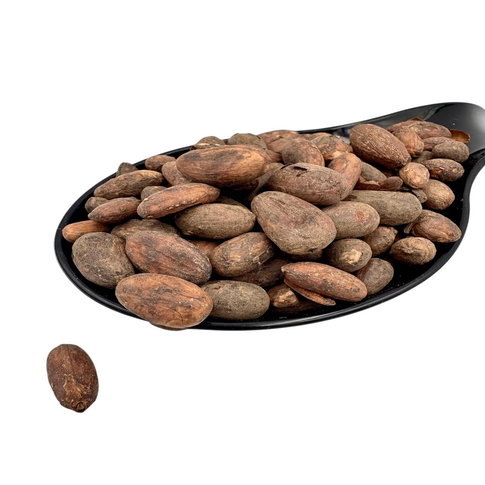 Raw Criollo Whole Cacao Beans 20g-4.9kg Theobroma Cacao (400 Grams)