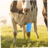 Kisangel 2rolls Elastic Self- Cows of Breathable and Easy Apply Elastic Wraps for and Injury Support view 3