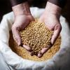 1LB Goldswaen Caramel Munich Malt 1 lb (454 g) Uncrushed 2-Row Specialty Malt view 2