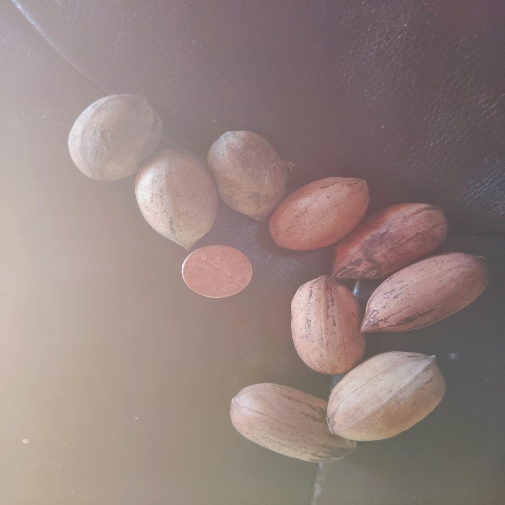 Pecans vary in size Texas Natives