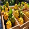 Fresh Kiwano By RawJoy Farm view 3