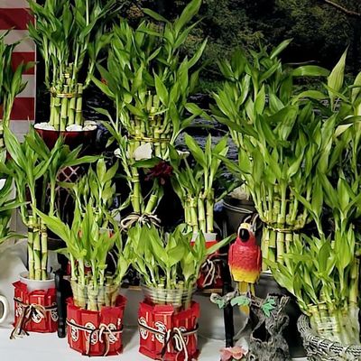 30 Lucky Bamboo 10 Each Size 4" 6" 8" with 3 Butterfly Stakes, Bring Positive Energy, Easy to Care, Holiday Gift, Just Add Water, Easy to Care