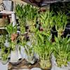 30 Lucky Bamboo 10 Each Size 4" 6" 8" with 3 Butterfly Stakes, Home Decor, Office Desk, Valentine Gift, Bring Positive Energy, Easy to Care, Just Add Water view 1