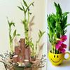 30 Lucky Bamboo 10 Each Size 4" 6" 8" with 3 Butterfly Stakes, Home Decor, Office Desk, Valentine Gift, Bring Positive Energy, Easy to Care, Just Add Water view 3