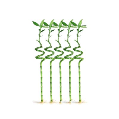 5 Stalks of 12 Inch Spiral Lucky Bamboo with one Free Bottle of Plant Food