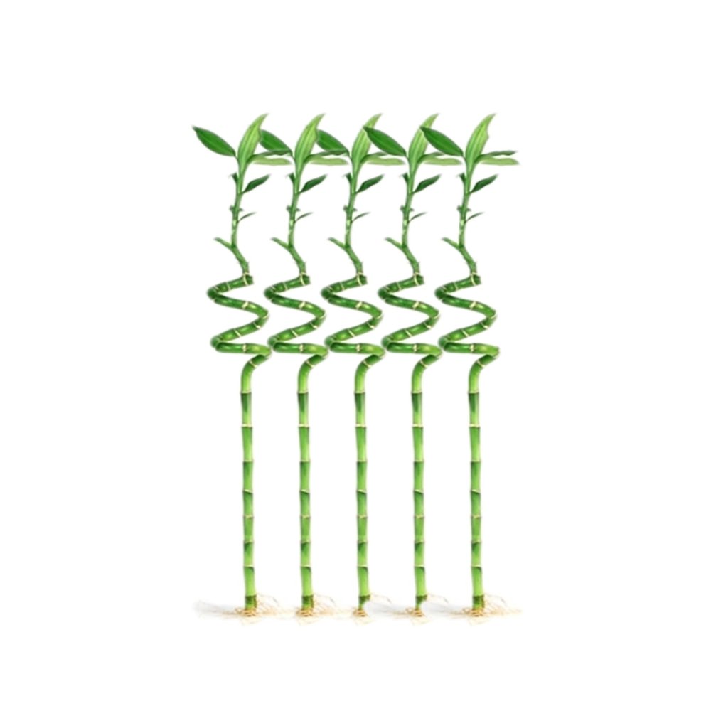 5 Stalks of 12 Inch Spiral Lucky Bamboo with one Free Bottle of Plant Food