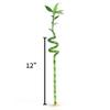 5 Stalks of 12 Inch Spiral Lucky Bamboo with one Free Bottle of Plant Food view 2