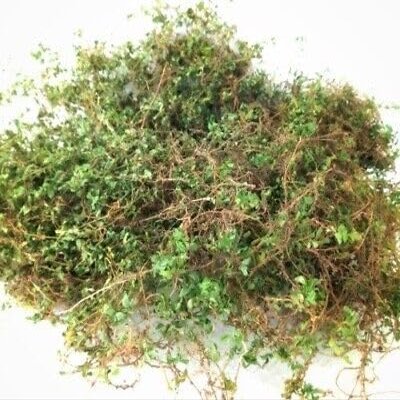 100% Organic Sun-Dried Desmodium triflorum (Grona triflora) Leaves - Non-GMO, Pure Herbal Leaves Tea