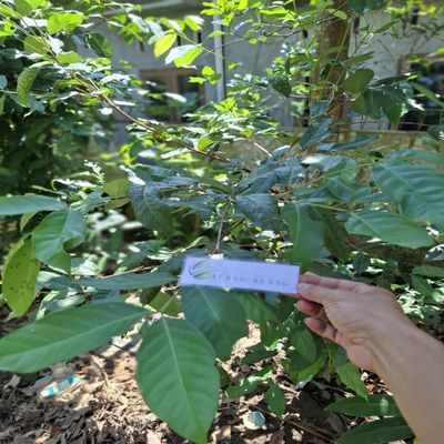 Daun Salam - Syzygium polyanthum Dried Leaf (450 Gram)