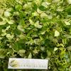 Daun Sirih Cina - Peperomia pellucida Dried Leaf (450 Gram) view 3