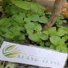 Daun Sirih Cina - Peperomia pellucida Dried Leaf (200 Gram) view 1
