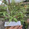 Daun Kumis Kucing - Orthosiphon aristatus Dried Leaf (450 Gram) view 2
