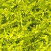 Wowxyz 1 LB Crinkle Cut Paper Shred Light Green Crinkle Shredded Paper for Gift Baskets - Gift Box Bag Filler - Confetti Stuffing for Birthday, Holiday Present Packaging Wrapping view 1
