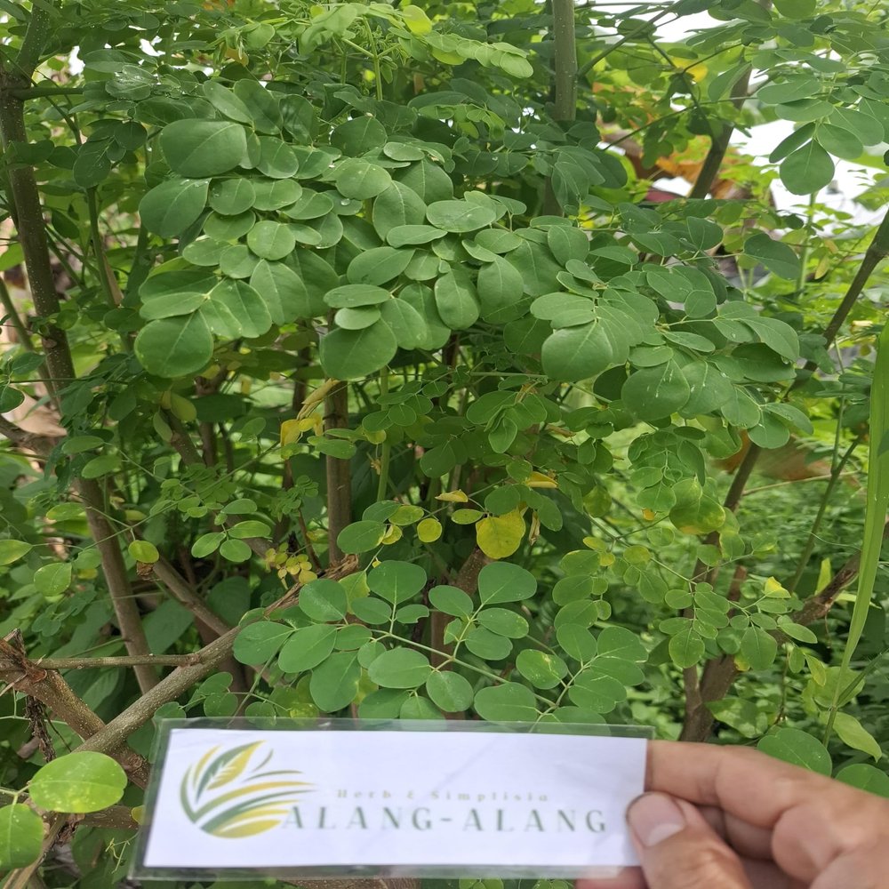 Daun Kelor - Moringa oleifera Dried Leaf (200 Gram)