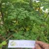 Daun Kelor - Moringa oleifera Dried Leaf (200 Gram) view 1