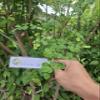 Daun Kelor - Moringa oleifera Dried Leaf (200 Gram) view 2