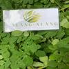 Daun Kelor - Moringa oleifera Dried Leaf (200 Gram) view 3