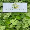 Daun Kelor - Moringa oleifera Dried Leaf (200 Gram) view 4