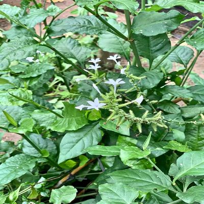 Daun Encok - Plumbago zeylanica Dried Leaf (80 Gram)
