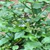 Daun Encok - Plumbago zeylanica Dried Leaf (80 Gram) view 1