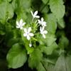Daun Encok - Plumbago zeylanica Dried Leaf (80 Gram) view 2