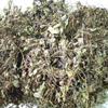 Daun Encok - Plumbago zeylanica Dried Leaf (80 Gram) view 3