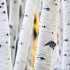 Aspen bark ECO ORGANIK 908 g (2 lb). Aspen Tree Bark. Populus Tremuloides. view 2