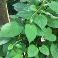 Daun Sembukan - Paederia foetida Dried Leaf (80 Gram)