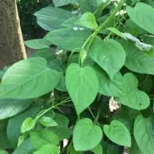 Daun Sembukan - Paederia foetida Dried Leaf (80 Gram)
