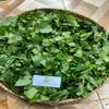 Daun Sembukan - Paederia foetida Dried Leaf (80 Gram) view 2