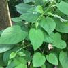 Daun Sembukan - Paederia foetida Dried Leaf (450 Gram) view 1