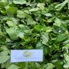Daun Sembukan - Paederia foetida Dried Leaf (450 Gram) view 3
