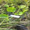 Daun Genjer - Limnocharis flava Dried Leaf (80 Gram) view 1