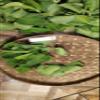 Daun Genjer - Limnocharis flava Dried Leaf (80 Gram) view 2