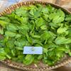 Daun Genjer - Limnocharis flava Dried Leaf (80 Gram) view 3