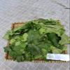 Daun Jarak Pagar - Jatropha curcas leaf Dried Leaf (80 Gram) view 2