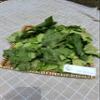 Daun Jarak Pagar - Jatropha curcas leaf Dried Leaf (80 Gram) view 3
