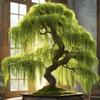 Hey Dina Willow Bonsai Tree - Thick Trunk Cutting, Fast Growing - Easy Care Indoor/Outdoor Bonsai Living Gift for Beginners or Plant Enthusiasts view 1