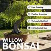 Hey Dina Willow Bonsai Tree - Thick Trunk Cutting, Fast Growing - Easy Care Indoor/Outdoor Bonsai Living Gift for Beginners or Plant Enthusiasts view 2